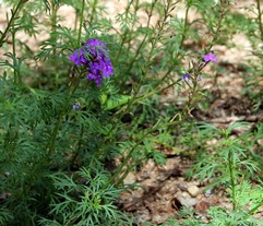 Vervain