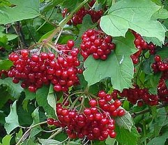 Viburnum Opulus