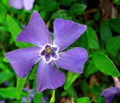 Vinca Minor