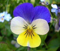 Viola Tricolor