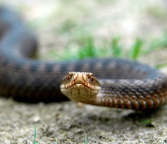 Vipera Berus