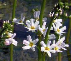 Water violet