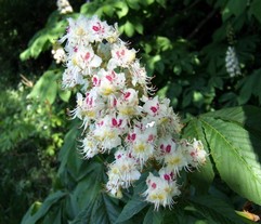 White chestnut