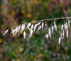 Wild oat