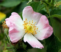 Wild rose