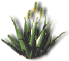aloe.gif (7387 byte)