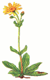 arnicagif.gif (18652 byte)
