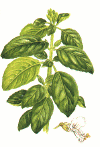 basilicagif.gif (56984 byte)