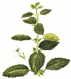 citornmelissgif.gif (59578 byte)
