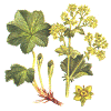 daggkpagif.gif (66343 byte)
