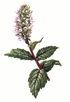 pepparmyntagif.gif (40216 byte)