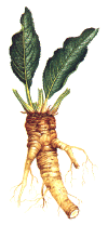 pepparotgif.gif (47663 byte)