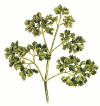 persiljagif.gif (51922 byte)