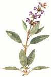 salviagif.gif (42030 byte)