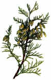 thuja_plicata-3.jpg (149402 byte)