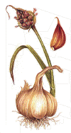 vitlk.gif (49642 byte)
